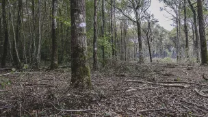 Rémanents laissés au sol après exploitation @Frédéric Glon/ONF