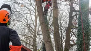 Grimpeur-arboriste procédant au démontage d'un chêne. Jeremy Lempin/ONF 