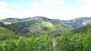 Vignobles de Poncin dans le Pays du Cerdon