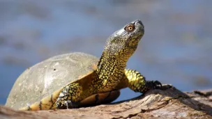 La tortue Cistude du Parc de la Brenne © Twitter.