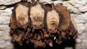 © LPO Anjou - Le Maine-et-Loire abrite vingt espèces de chauves-souris, dont la plupart sont menacées, comme le murin à oreilles échancrées..