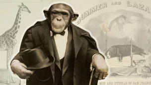 Animal capturé en Afrique, Consul a fait les frais de l'excentricité des hommes : on a voulu l'humaniser ©éditions Seuil