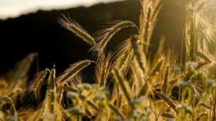 Champ de blé ©Image par NickyPe de Pixabay 