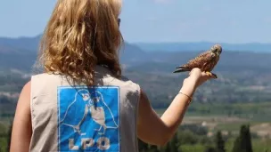 Faucon crécerellette (Falco naumanni) - LPO Hérault