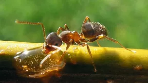 Lasius Niger