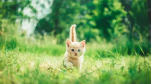 Les chatons font aussi partie des animaux de compagnie abandonnés en France chaque année. ©Photo d'Andriyko Podilnyk (Unsplash). 