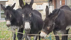 L'Âne Grand Noir du Berry est en voie de disparition - © Facebook Pôle du Cheval et de l'Âne de Lignières. 