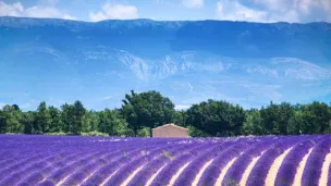 En vélo sur le plateau de Valensole 