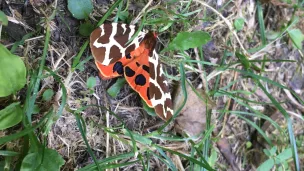 Papillon observé au sentier du Vallon du  Bel Air