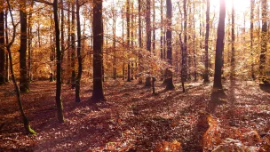 La forêt de Bercé en Automne