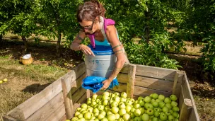 Stéphane Grossin - Le Maine-et-Loire recrute 500 saisonniers pour la cueillette des pommes cette année.