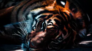 L'UICN classe le tigre du Bengale parmi les espèces les plus menacées au monde ©Unsplash