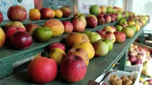 Sur les fruits exposés dans son atelier, Bernard Coulon marque le nom de chacune des 300 variétés de pomme qu'il cultive @RCF Orne