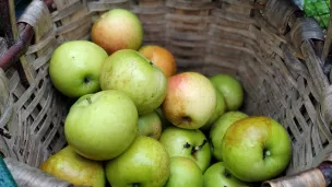 Parmi les 350 variétés de pommes dans le jardin de Bernard Coulon, on retrouve la très ancienne pomme d'api @RCF Orne