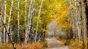 Les assises de la forêt et du bois débute ce mois-ci. En France, 75 % environ, des forêts sont privées. 