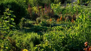 La parcelle de l'association Graines de Troc, cultivée en maraîchage en sol vivant.