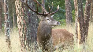 C'est la saison du brâme du cerf © Sarthe Tourisme