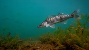 Sandre © Fédération de pêche de la Haute-Vienne L. Madelon