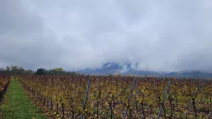 Vignobles à Ottrott - © Géraud Bouvrot - RCF Alsace