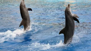 Spectacle de dauphins 