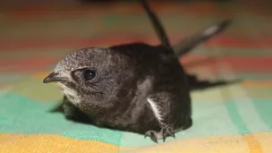 Le martinet, un oiseau fantastique 