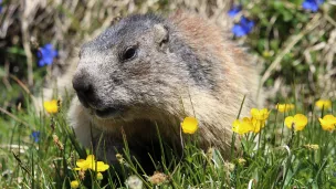 Stop à la chasse à la marmotte!