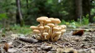 Pixabay - champignons Forêt Opienki 