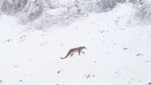 La Panthère des Neiges - 