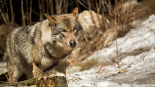 Un loup a été vu en Indre-et-Loire fin novembre. Crédits : Jérémy Petit