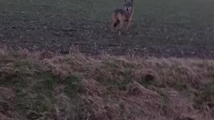 Un loup a été aperçu à Cinq-Mars-la-Pile en Indre-et-Loire fin novembre. Crédits : OFB