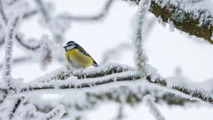 Pendant l'hiver, on peut aider les oiseaux mais pas n'importe comment ©pixabay.com - Décembre 2021