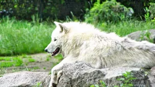 À la rencontre du loup blanc © Domaine de Pescheray