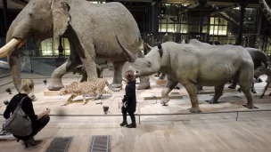 La grande galerie de l'évolution au Muséum d'histoire naturelle de Paris, le 05/02/2010 ©PATRICK KOVARIK / AFP