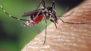 Wikimedia commons, Aedes (Stegomyia) albopictus