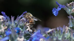 L'abeille, une des espèces les plus en dangers ©wikimedia