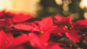 un poinsettia - © Jessica Fadel via Unsplash