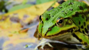 Une route départementale définitivement fermée à la circulations/ Les amphibiens sauvés en Bretagne 