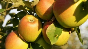 les pommes du verger de l'Abbaye des Dombes