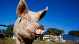 Tout est bon dans le cochon © iStock