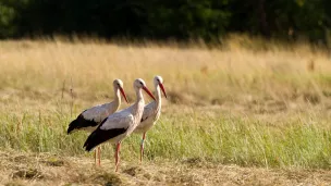 Pour leur migration prénuptiale, les cigognes blanches volent au-dessus de la Franche-Comté ©Jean-Claude Desprez - Février 2022