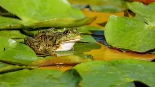 L'opération "Fréquence Grenouille" a pour but de sensibiliser le grand public à la préservation des zones humides ©pixabay.com - Février 2022