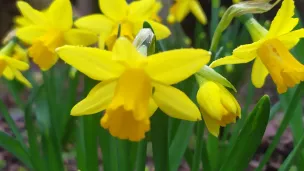 Jonquilles de jardin février 2022