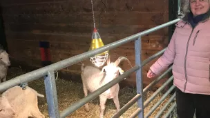 Christine Delecluse devant ses chèvres angora  © Rcf Hauts de France Anne Henry