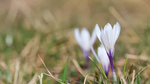 Le crocus fait partie des plantes vernales, au cœur de cette enquête participative ©Brendan Greffier - Février 2022  