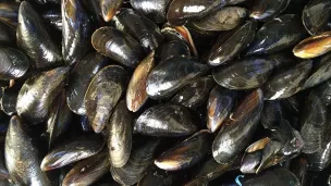 Des moules