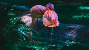 Flamand Rose ©Pixabay