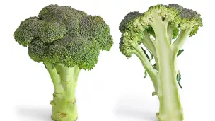 chou brocoli