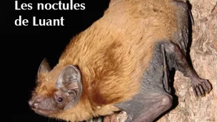 2022, année de la chauve-souris à Luant