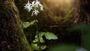 ail des ours - © Manuel T via Unsplash