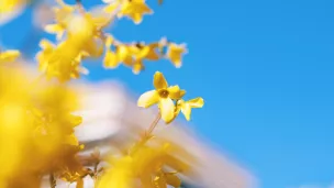 Forsythia - © RCF Lyon